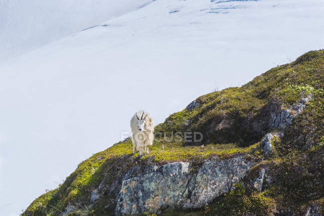 Vue panoramique de la chèvre de montagne dans le parc national des Fjords de Kenai, Alaska, États-Unis d'Amérique — Photo de stock
