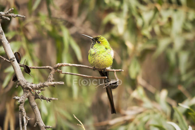 Red-tailed comet sitting on branch, blurred background — Stock Photo