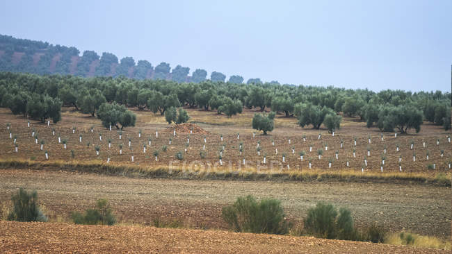 Olive farm on a hillside, Vianos, Albacete Province, Spain — Stock Photo