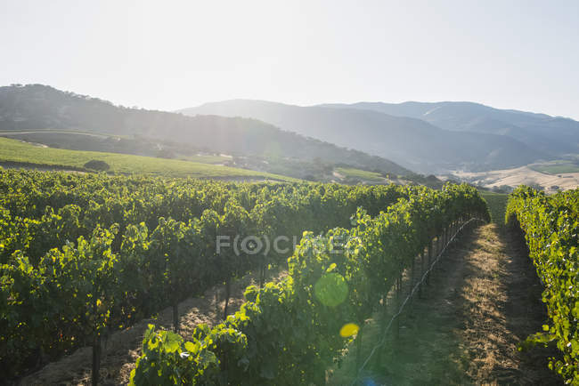 Weinreben (vitis) an einem Hang, Gonzales, Kalifornien, Vereinigte Staaten von Amerika — Stockfoto