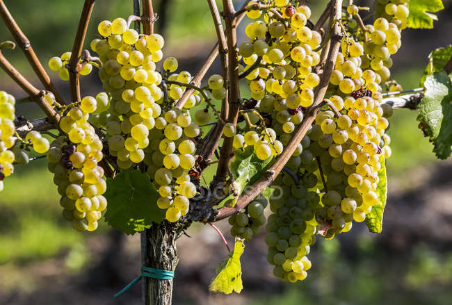 Aglomerados de uvas brancas penduradas em vinhas, a leste de Cochem, Alemanha — Fotografia de Stock