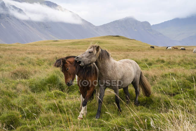 Hermosos caballos icelandic en la naturaleza salvaje en iceland - foto de stock