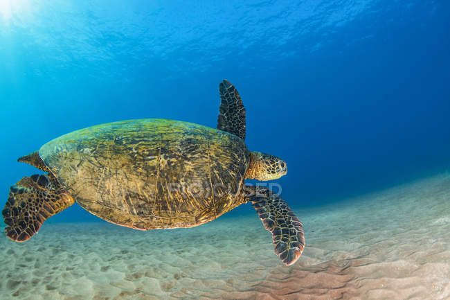 Зеленая морская черепаха (Chelonia mydas), плавающая вниз к рифу после отдыха на поверхности; Макена, Мауи, Гавайи, Соединенные Штаты Америки — стоковое фото