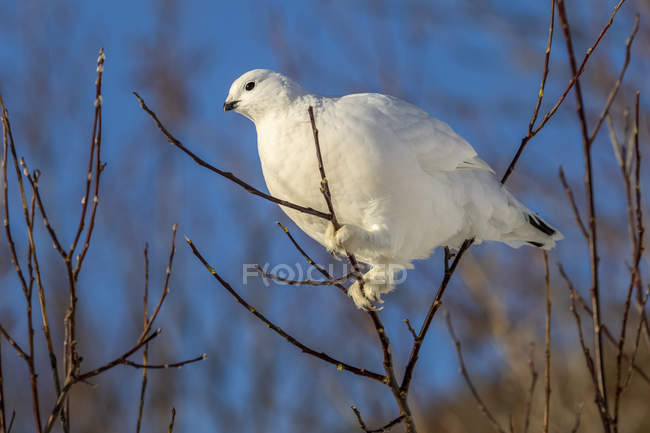 Salgueiro Ptarmigan com plumagem de inverno branco empoleirado em uma árvore — Fotografia de Stock
