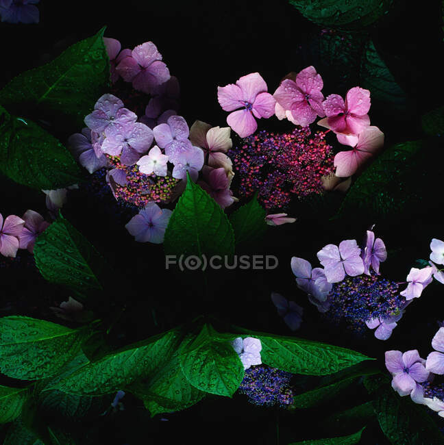Vista close-up de belas flores de hortênsia florescendo — Fotografia de Stock