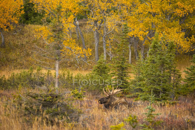 Malerischer Blick auf den großen Bullen Elch im Gras am Wald — Stockfoto