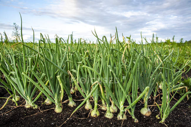 Cebollas creciendo en un campo, Nueva Escocia, Canadá - foto de stock