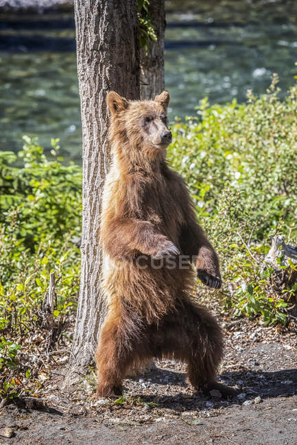 Grizzly bear scratching back against a tree while standing on hind legs — Stock Photo