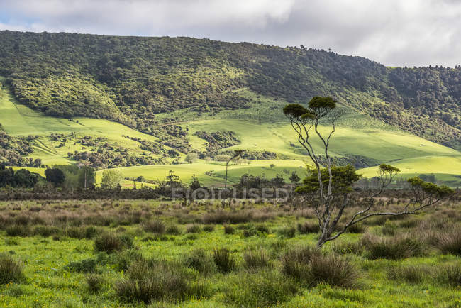 Campi verdi lussureggianti e foreste in primavera vicino alla città di Owaka; South Island, Nuova Zelanda — Foto stock