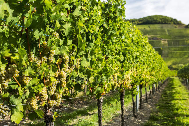 Gros plan de grappes de raisins blancs suspendues à la vigne dans une rangée avec vignoble à flanc de colline au loin — Photo de stock