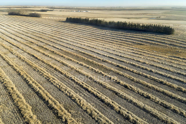 Vista aérea de líneas de canola cortada en un campo, al oeste de Beiseker; Alberta, Canadá - foto de stock