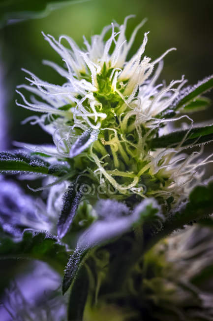Close-up de uma planta de cannabis em maturação e flores com tricomas visíveis; Marina, Califórnia, Estados Unidos da América — Fotografia de Stock