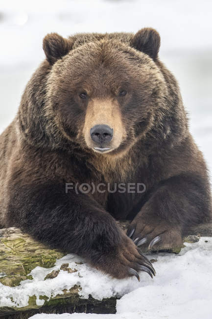 Grizzly oso en la nieve en la naturaleza salvaje - foto de stock