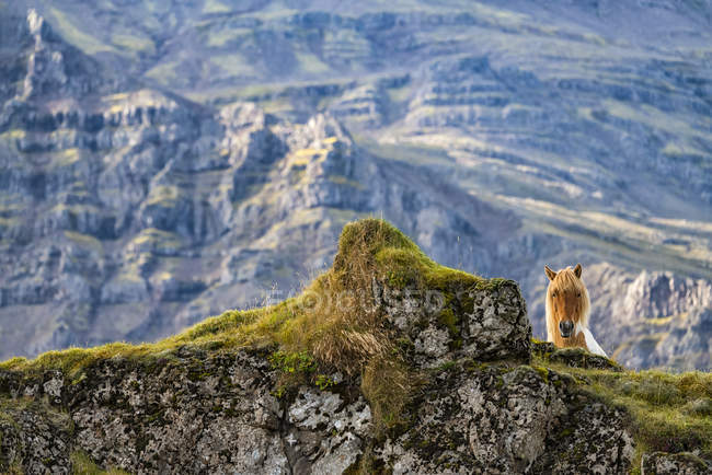 Cheval islandais dans le paysage naturel, Islande — Photo de stock