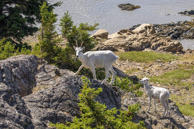 Далль овец и ягненка в районе Windy Point за пределами Анкориджа, Аляска, Соединенные Штаты Америки — стоковое фото