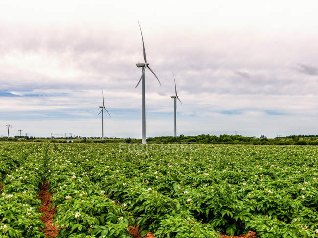 Картофельные поля и ветряные турбины; Остров Принца Эдуарда, Канада — стоковое фото