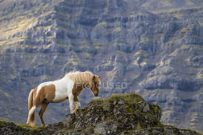 Cavalo islandês na paisagem natural, Islândia — Fotografia de Stock