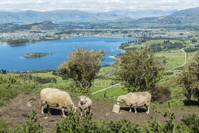 Овцы на зеленом склоне горы вдоль пиковой трассы Ройс с озером Ванака на заднем плане; Южный остров, Новая Зеландия — стоковое фото