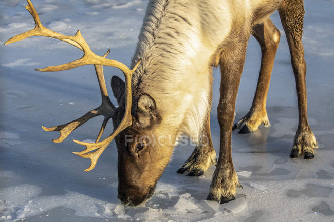Captive Caribou (Rangifer tarandus) in snow, Alaska Wildlife Conservation Center, South-central Alaska, Portage, Alaska, United States of America — стокове фото