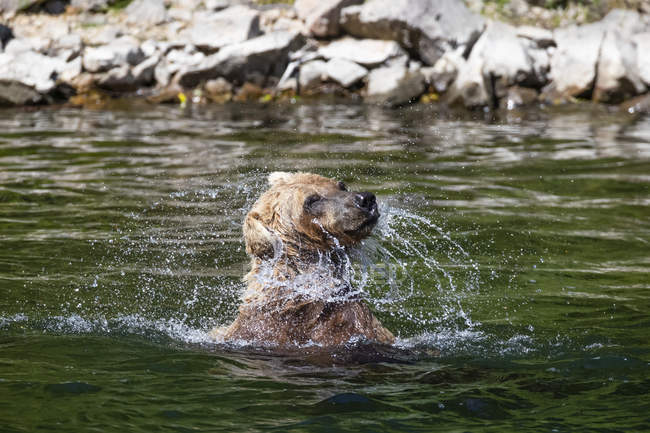 Grizzly urso pesca na água do rio — Fotografia de Stock
