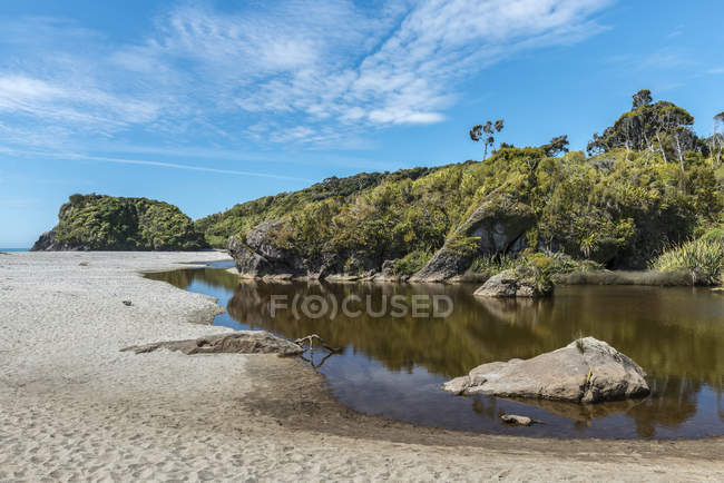 Fogliame verde su alberi e piante sulla costa del Mar di Tasmania, Ship Creek, West Coast; South Island, Nuova Zelanda — Foto stock