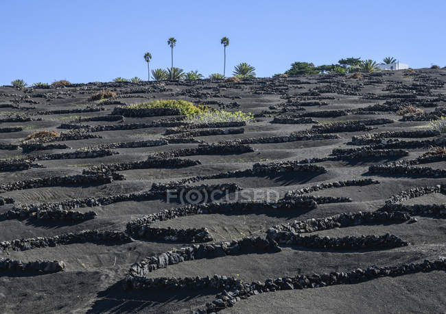 Three palm trees on hillside, above wind shelter stone wall protection for grape vines on volcanic landscape, Lanzarote, Canary Islands, Spain — Stock Photo