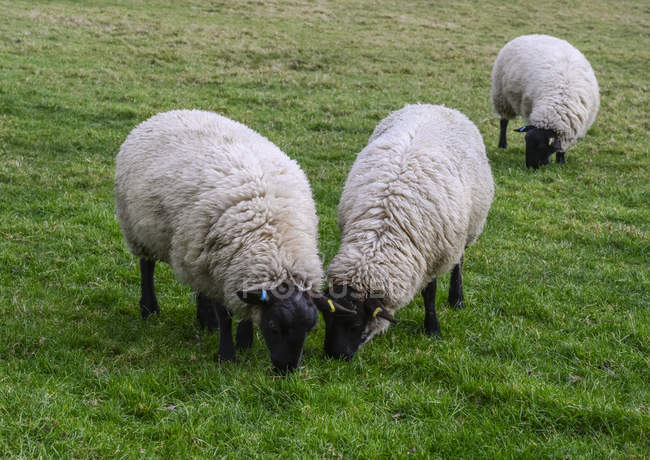 Moutons noirs mangeant de l'herbe dans un champ, Holy Island, Northumberland, Angleterre — Photo de stock