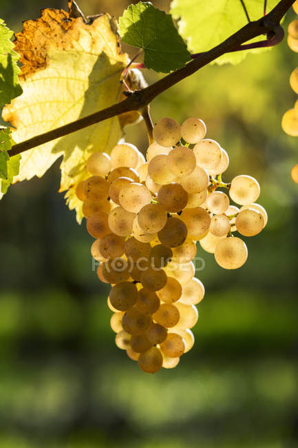 Close-up de cachos de uvas brancas penduradas na vinha e retroiluminadas pela luz solar, Piesport, Alemanha — Fotografia de Stock