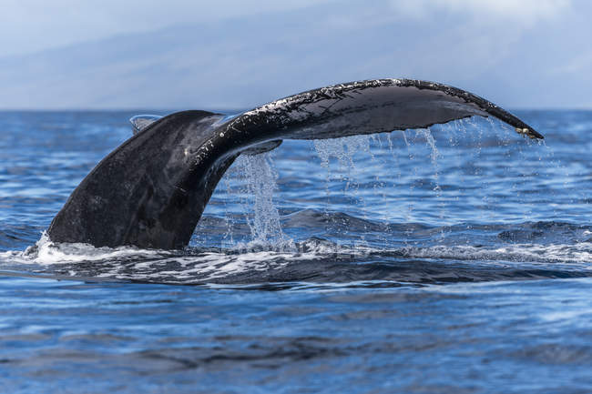 Humpback whale tail above blue ocean — Stock Photo