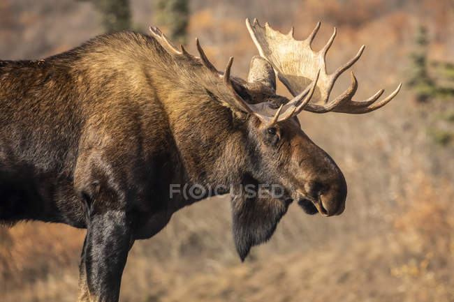 Closeup view of big bull moose at wild life — Stock Photo