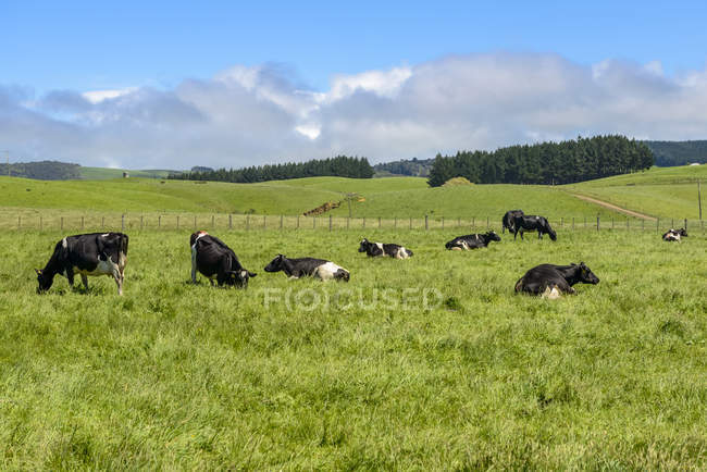 Campi erbosi verdi con mucche in primavera, vicino a Kaka Point; South Island, Nuova Zelanda — Foto stock