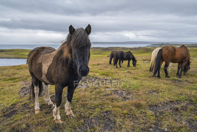 Hermosos caballos icelandic en la naturaleza salvaje en iceland - foto de stock