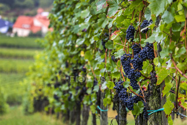Raisins violets sur une colline de vigne dans une rangée avec village ci-dessous, Remich, Luxembourg — Photo de stock