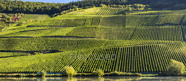 Coteau en pente recouvert de rangées de vignes contourant les pentes le long d'une rivière, Remich, Luxembourg — Photo de stock
