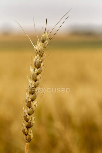 Primer plano de la cabeza de trigo dorado en un campo, al sur de Calgary; Alberta, Canadá - foto de stock