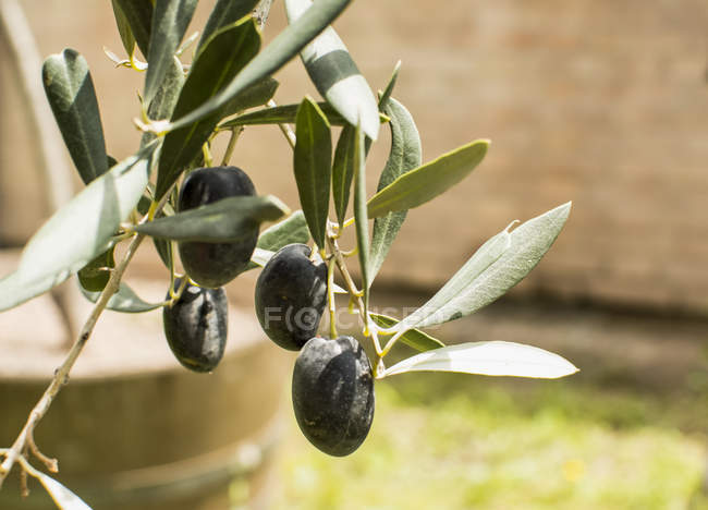 Крупный план ветки с четырьмя спелыми оливками; Майпу, Мендоса, Аргентина — стоковое фото