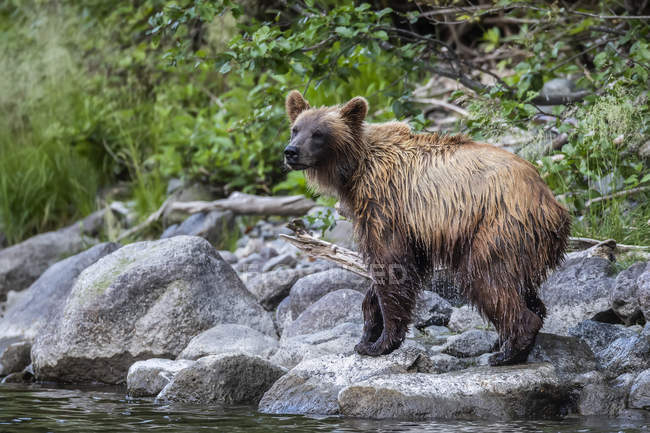 Grizzli le long de la rive de la rivière Taku ; Atlin, Colombie-Britannique, Canada — Photo de stock