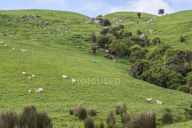 Sheep on a green pasture along Papatowai Highway; South Island, New Zealand — Stock Photo