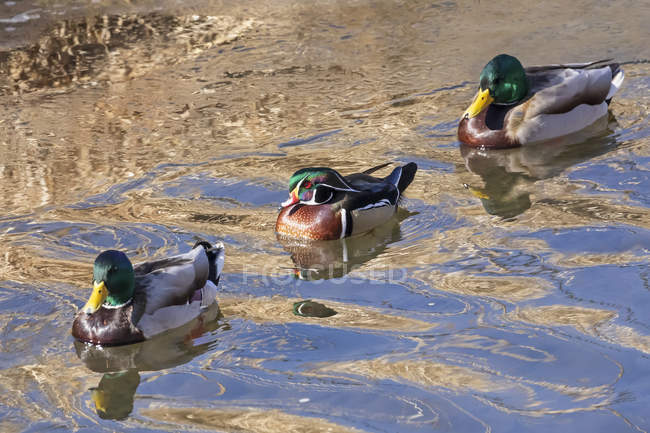 Dos patos macho Mallard y un pato macho Wood Duck en la vida salvaje - foto de stock