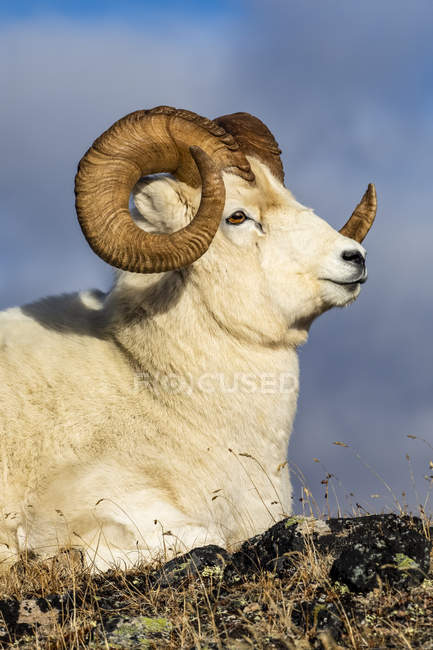 Dall Sheep ram in Denali National Park and Preserve in Interior Alaska in autumn; Alaska, United States of America — Stock Photo