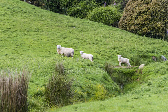Ovejas curiosas en un pasto verde a lo largo de la autopista Papatowai; Isla Sur, Nueva Zelanda - foto de stock