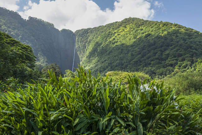 Weiße Ingwerlilie im Vordergrund bei den Hiilawe-Wasserfällen, waipio-Tal, Hamakua-Küste bei Honokaa; Insel Hawaii, Hawaii, Vereinigte Staaten von Amerika — Stockfoto