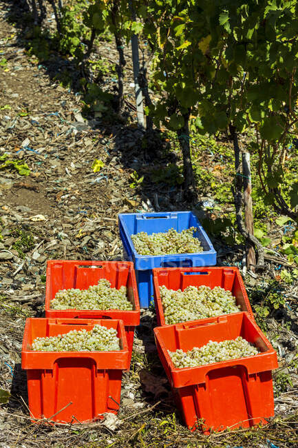 Diversi contenitori pieni di grappoli di uva bianca in un vigneto vicino a una fila di viti; Muden, Germania — Foto stock