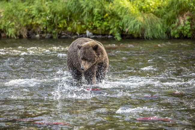 Uma pesca de urso marrom durante o verão salmão corre no rio russo perto de Cooper Landing, centro-sul do Alasca; Alasca, Estados Unidos da América — Fotografia de Stock