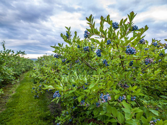 Vue rapprochée de la maturation des bleuets sur des buissons aux feuilles vertes en Nouvelle-Écosse, Canada — Photo de stock