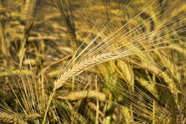 Close-up of golden barley heads in a field, South of Calgary; Alberta, Canada — Stock Photo