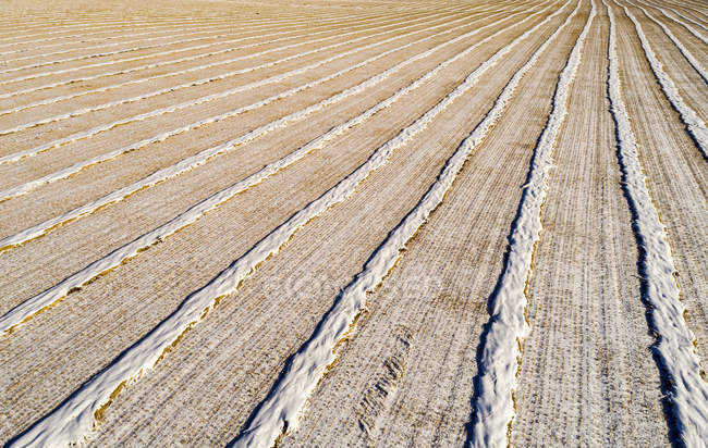 Vue aérienne de lignes de canola coupé dans un champ, à l'ouest de Beiseker ; Alberta, Canada — Photo de stock