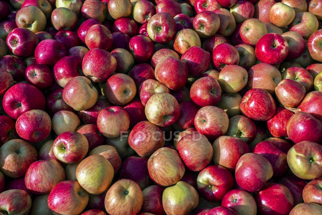 Fresh picked honeycrisp apples in a crate; Annapolis Valley, Nova Scotia, Canada — Stock Photo