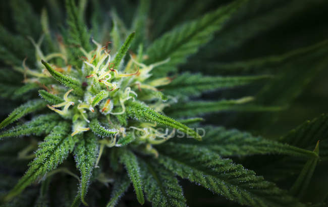 Close-up of a maturing cannabis plant and flowers with visible trichomes; Marina, California, United States of America — Stock Photo