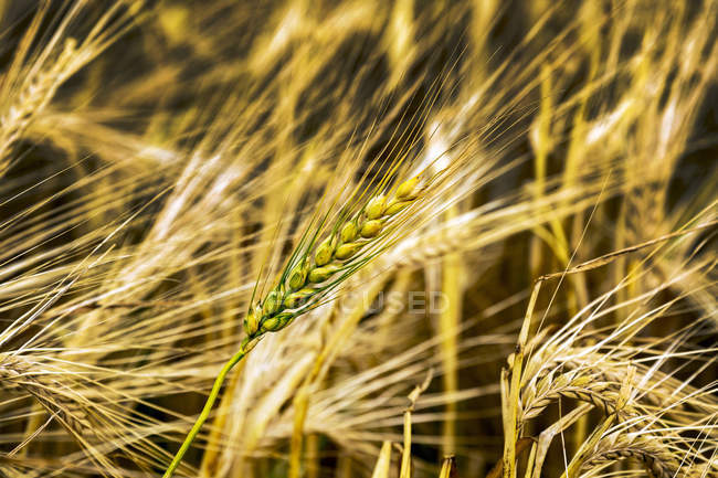 Close-up of an unripe barley head in a ripe golden barley field, South of Calgary; Alberta, Canada — Stock Photo